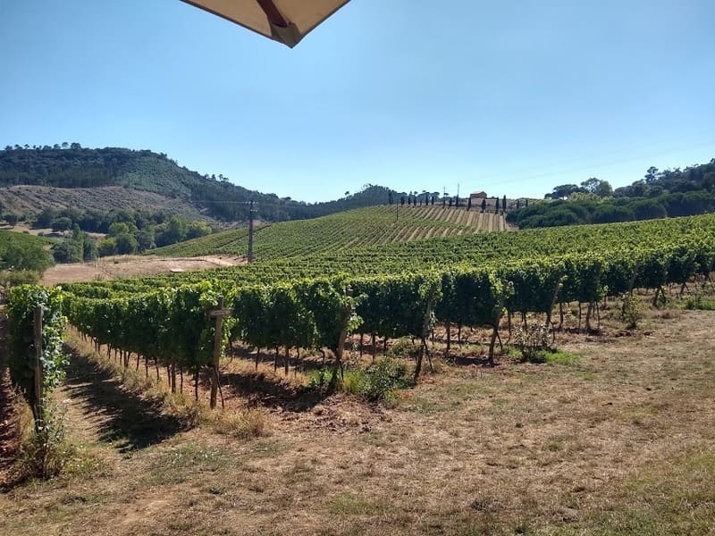 Vinha Quinta de Santana Mafra
