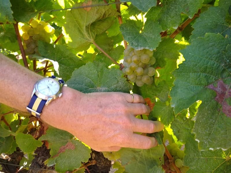 Cachos uva quinta santana Mafra