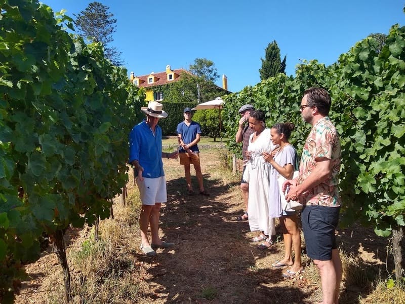 Quinta de Santana Uvas Mafra Vinho