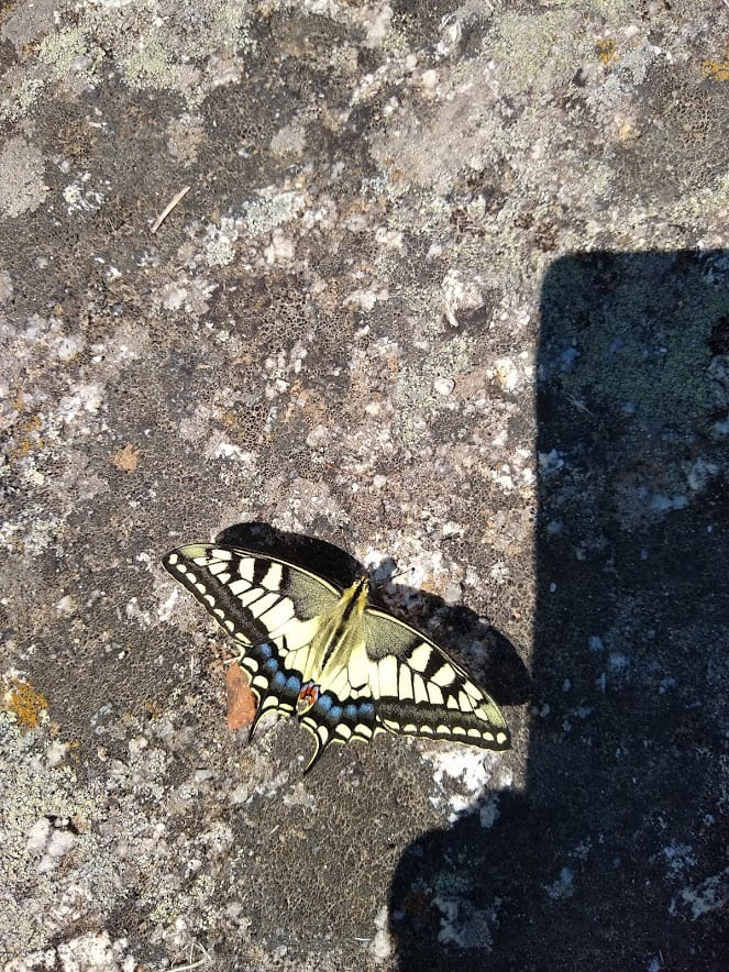 Borboleta Alto de São Bento Évora Alentejo