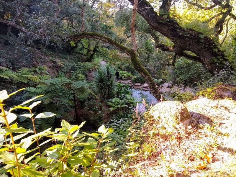 Lake Hippocrene Palace of Monserrate Sintra