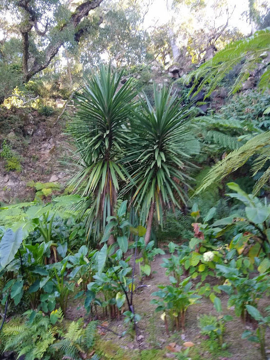 Carnaubeira Palace of Monserrate Sintra