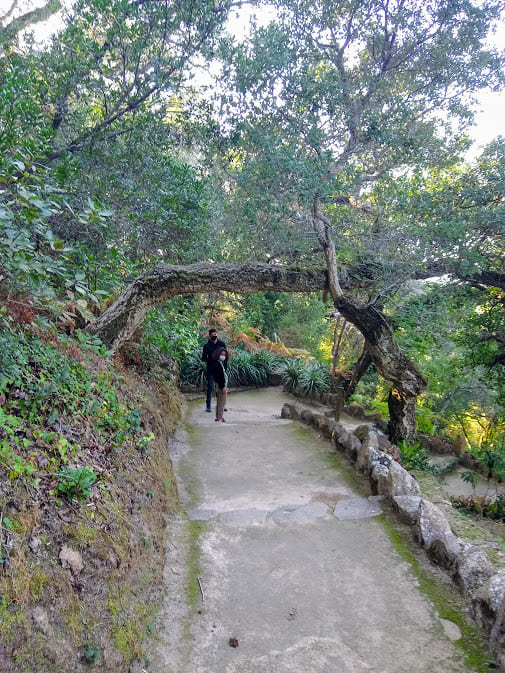 Valley of Ferns Palace of Monserrate Sintra