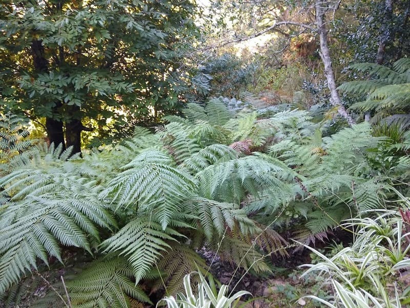Valley of Ferns Palace of Monserrate Sintra