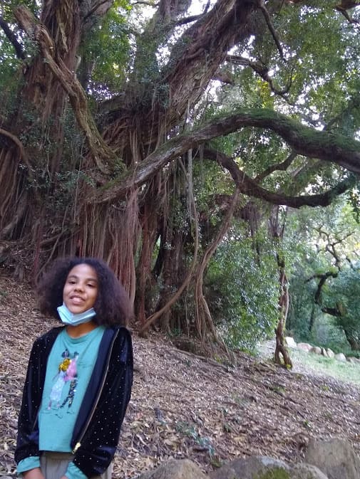 A taxodium tree Palace of Monserrate
