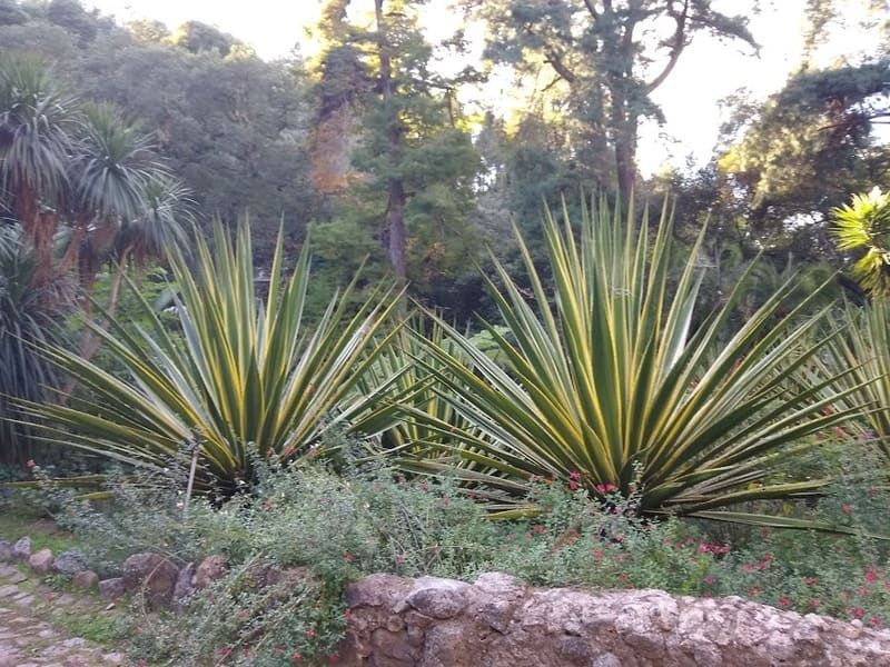 furcraea selloa Palace of Monserrate Sintra