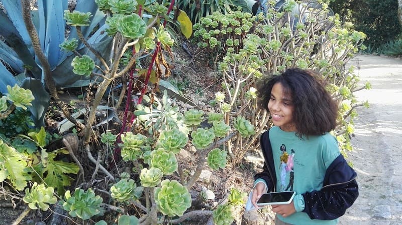 Echeveria Palace of Monserrate Sintra