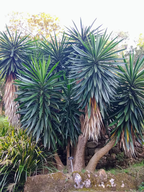Yucca gigantea Mexico Garden