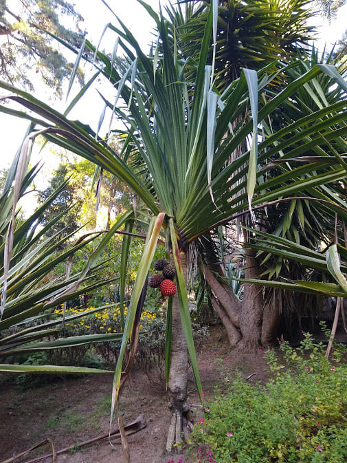Strawberry tree fruit in Mexico Garden Sintra