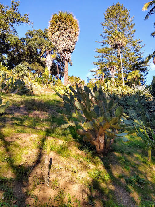 Prickly pear cactus Mexico Garden Palace of Monserrate Sintra