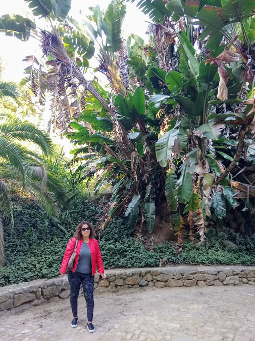 banana tree Palace of Monserrate Sintra