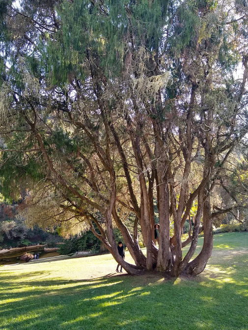 Cameciparis  Palace of  Monserrate